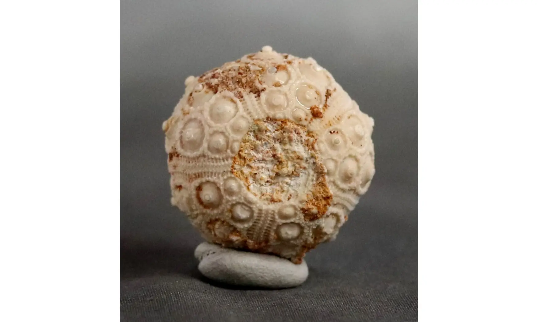 Dorocidaris taouzensis