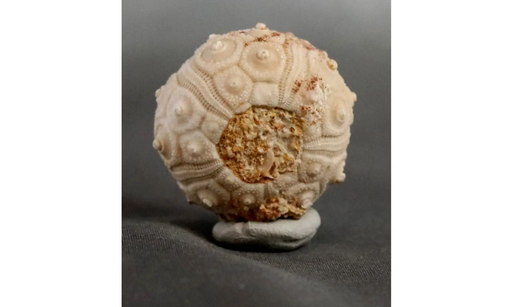 Dorocidaris taouzensis