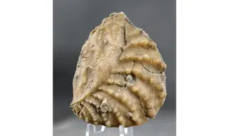 Myophorella clavellata