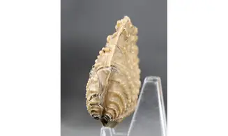 Myophorella clavellata