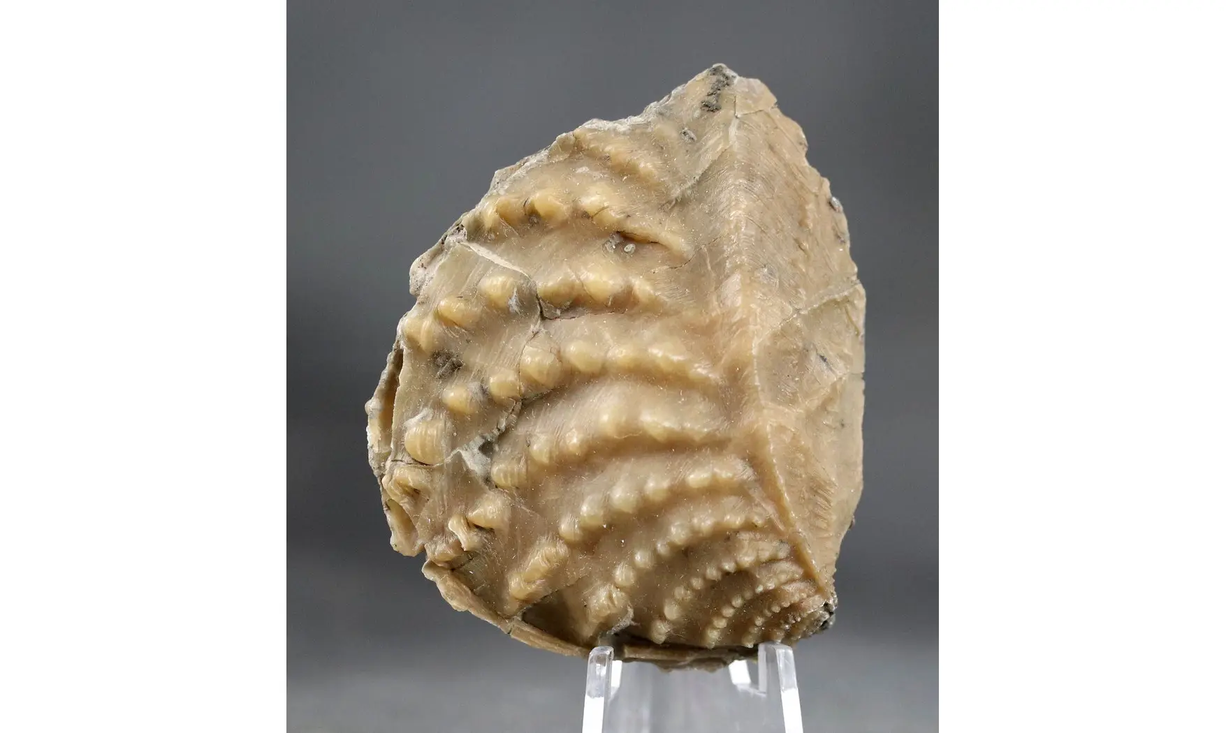 Myophorella clavellata