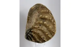 Myophorella clavellata