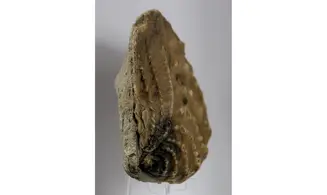 Myophorella clavellata