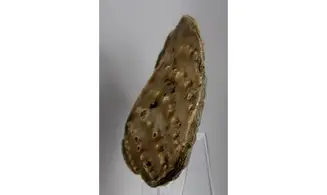 Myophorella clavellata