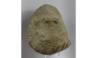 Myophorella clavellata