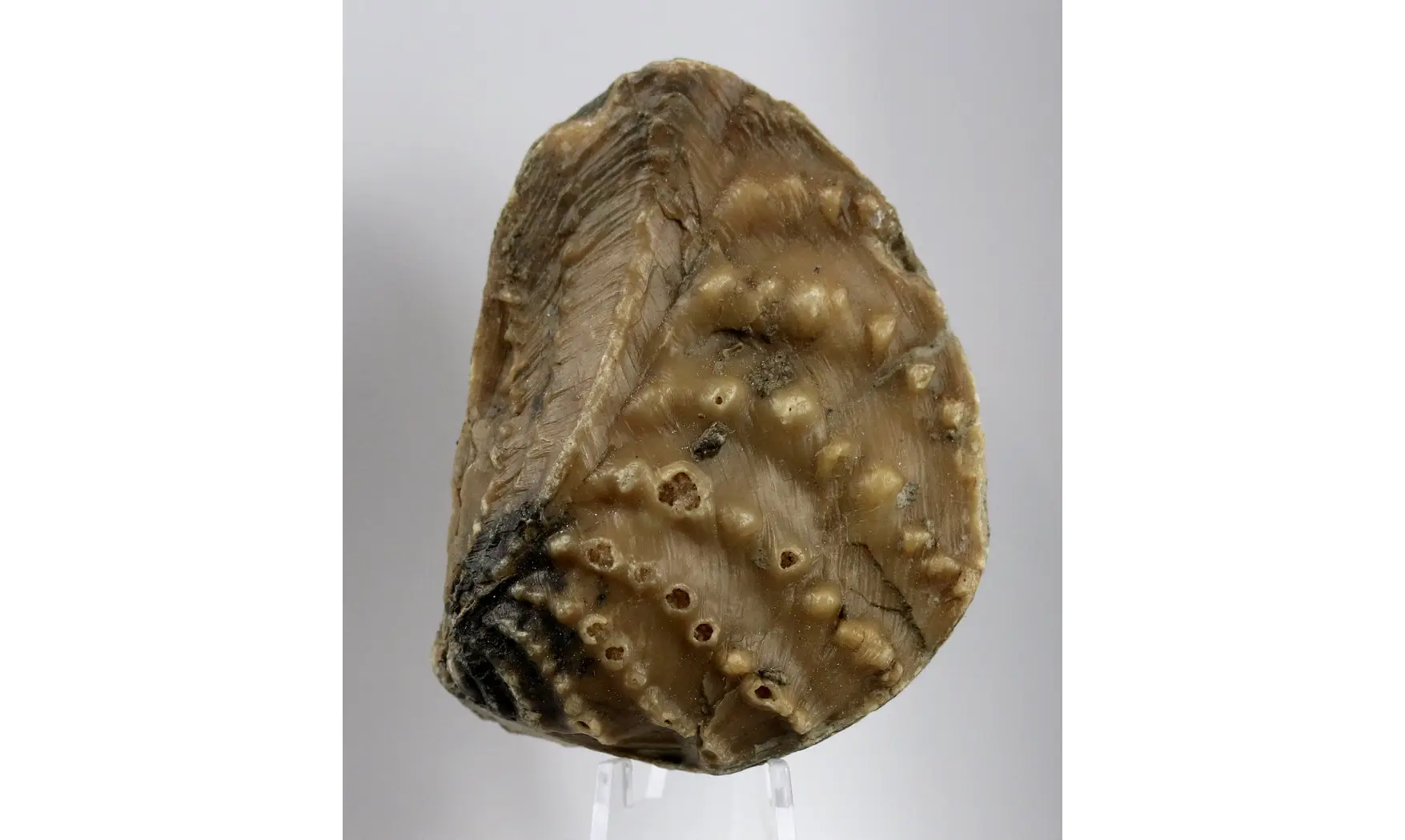 Myophorella clavellata
