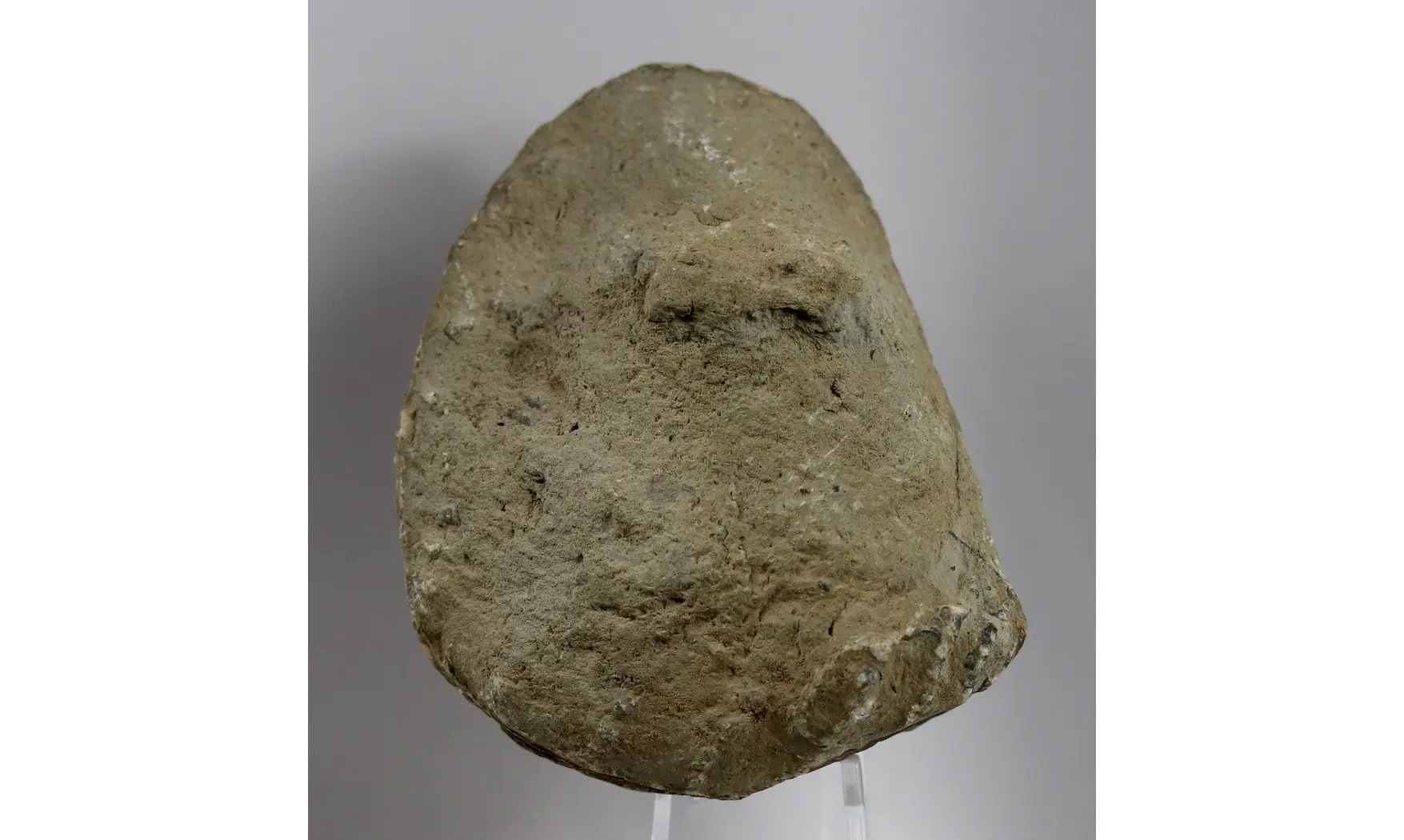 Myophorella clavellata
