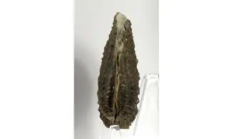 Myophorella clavellata