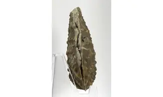 Myophorella clavellata