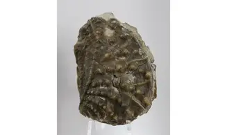 Myophorella clavellata