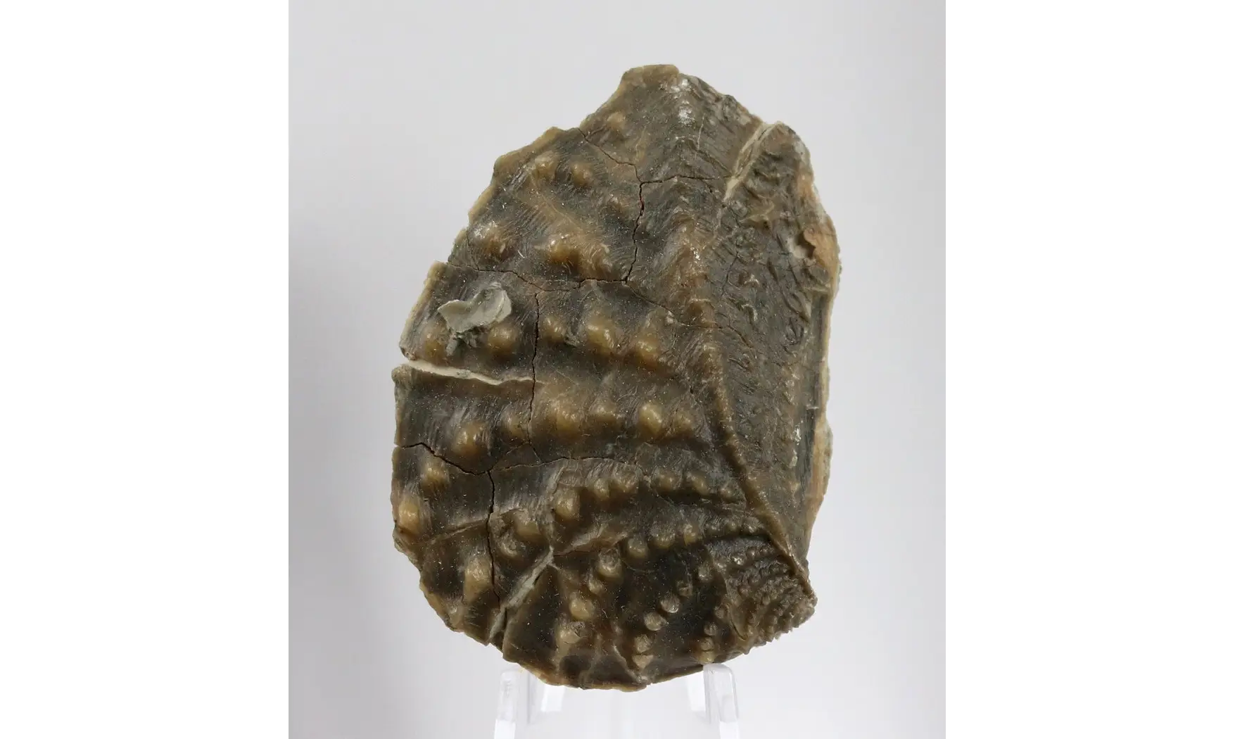 Myophorella clavellata