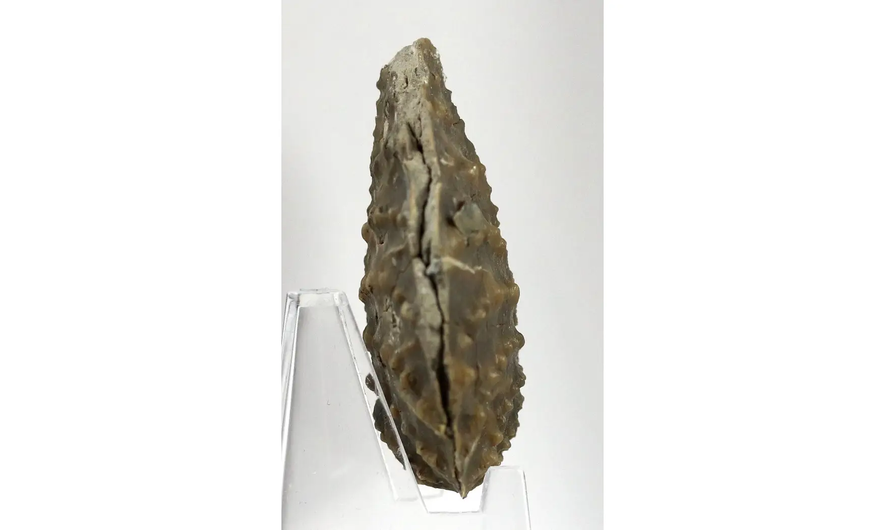 Myophorella clavellata