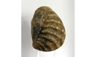 Myophorella clavellata