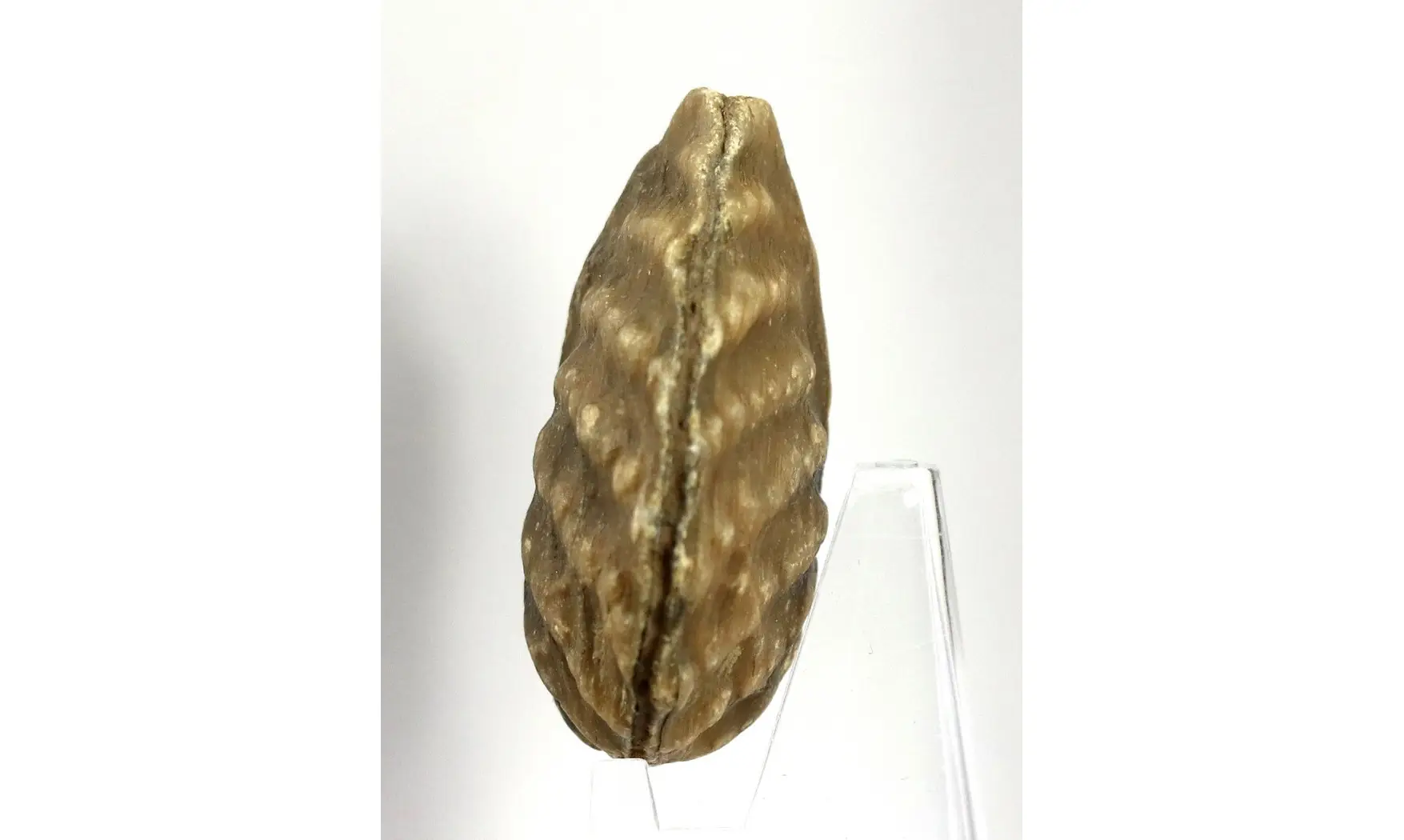 Myophorella clavellata