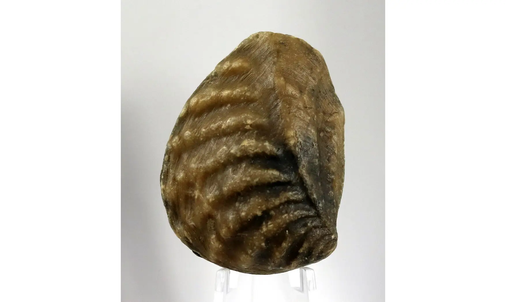 Myophorella clavellata