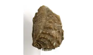 Myophorella clavellata
