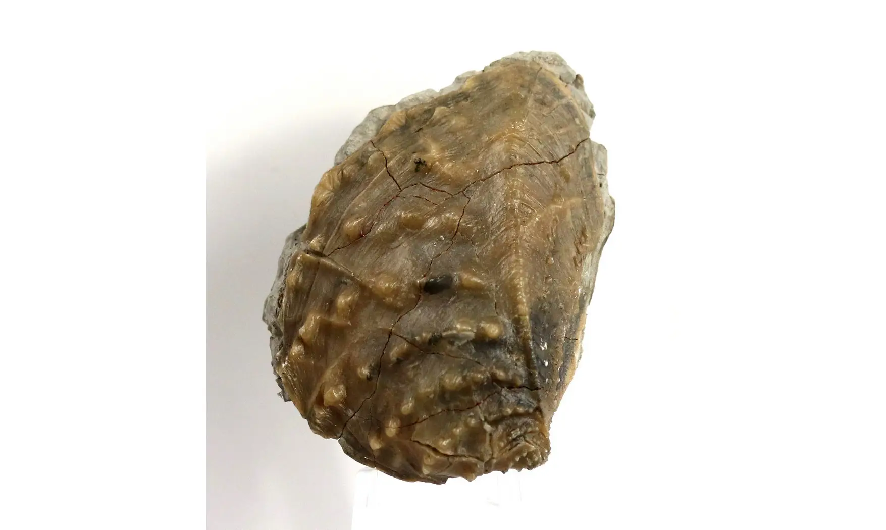 Myophorella clavellata