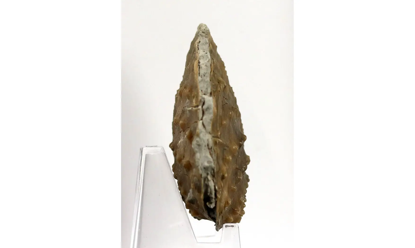 Myophorella clavellata