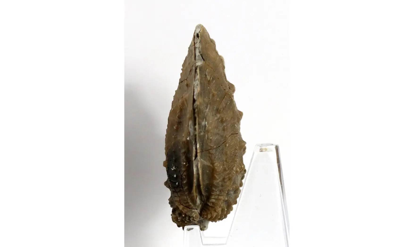 Myophorella clavellata