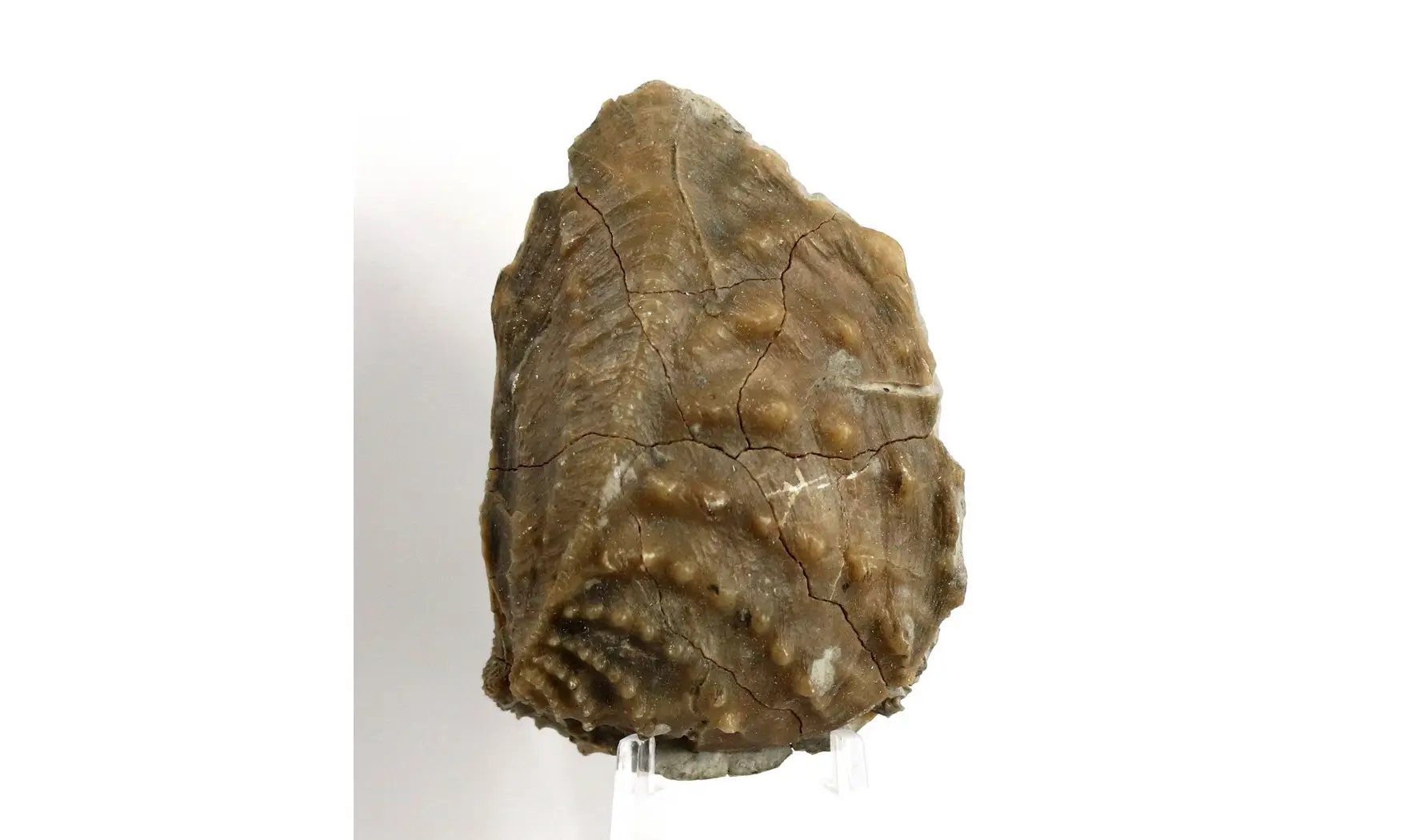 Myophorella clavellata
