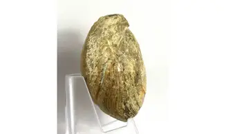 Loboidothyris perovalis