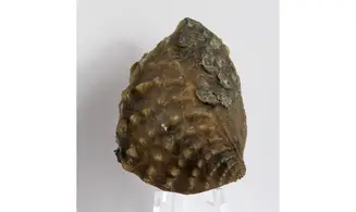 Myophorella clavellata