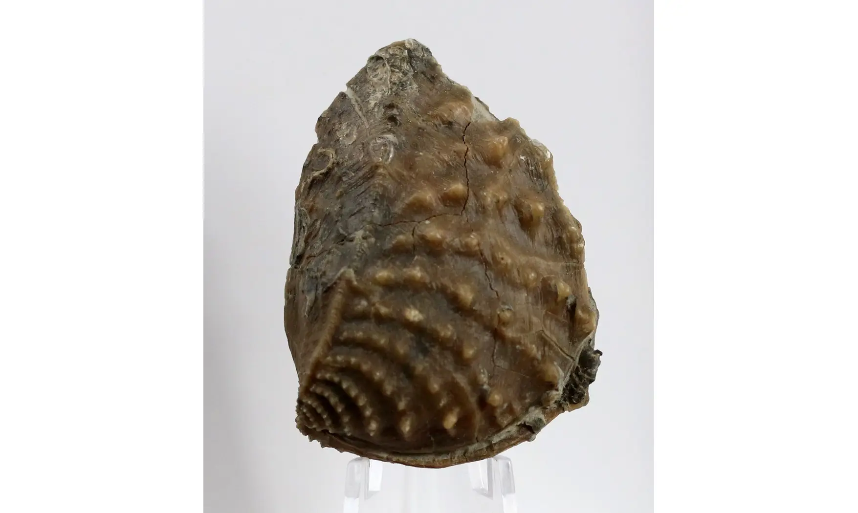 Myophorella clavellata