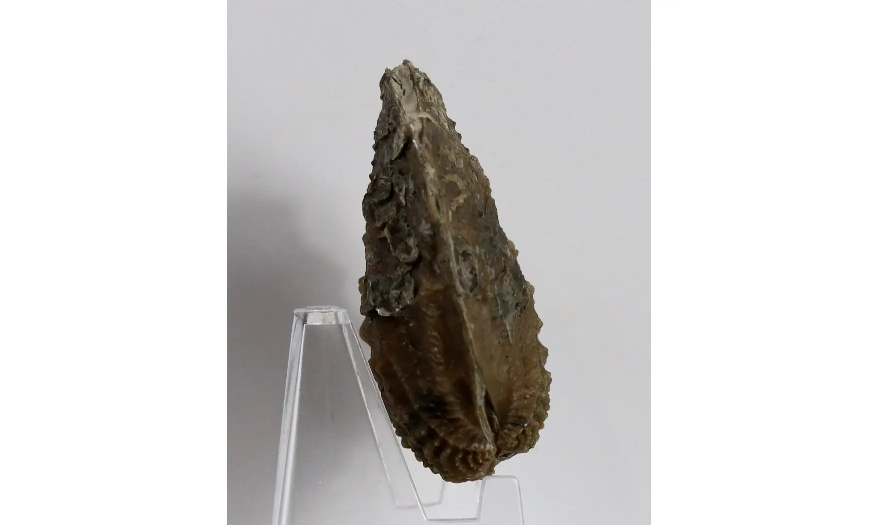 Myophorella clavellata