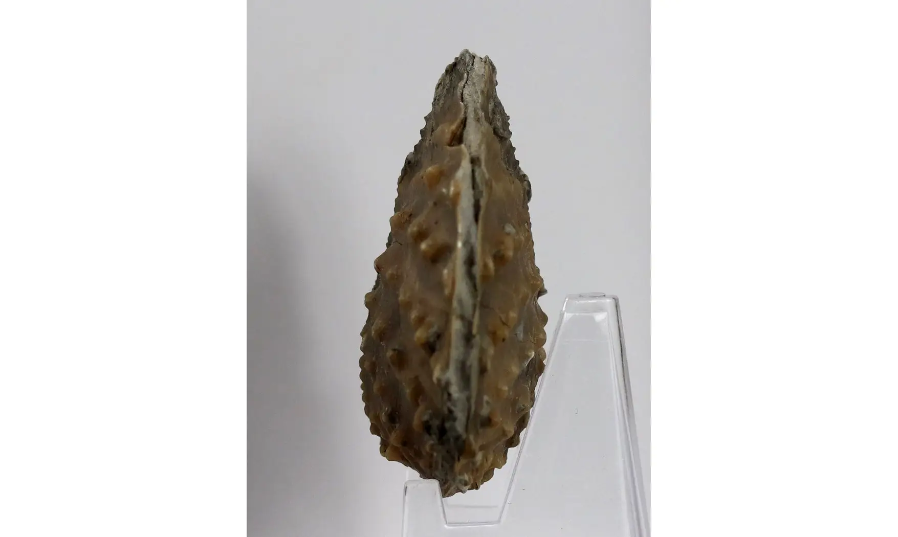 Myophorella clavellata