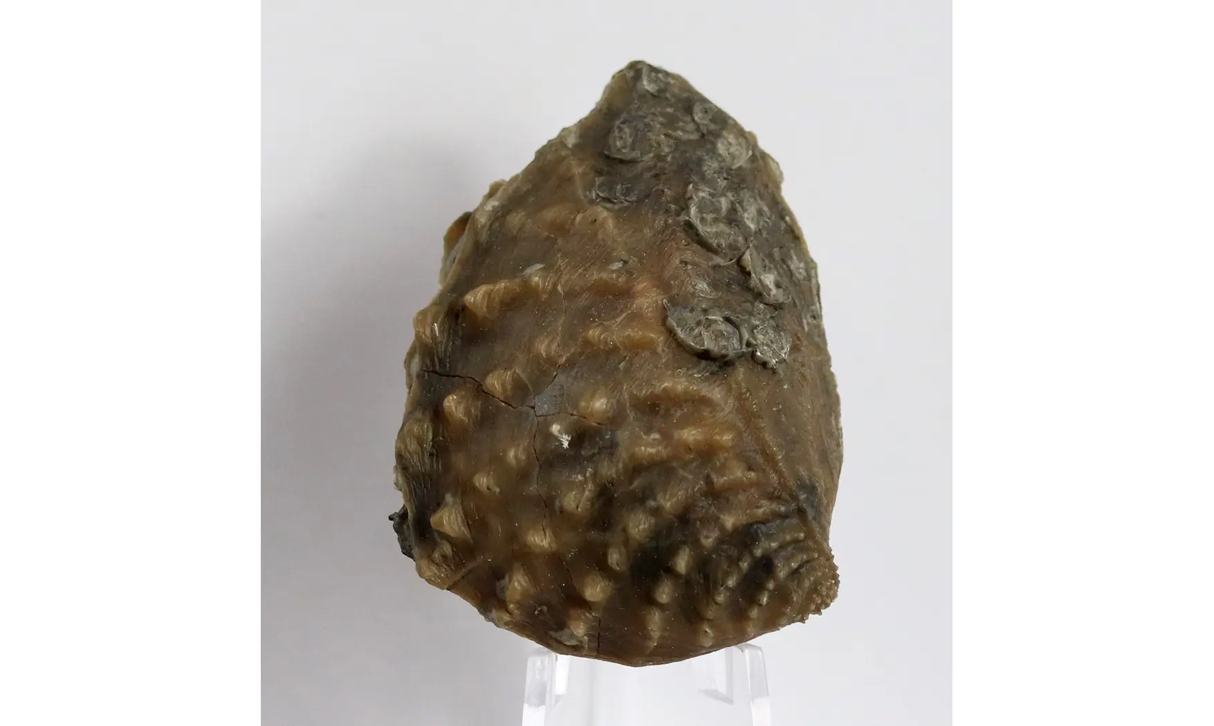 Myophorella clavellata