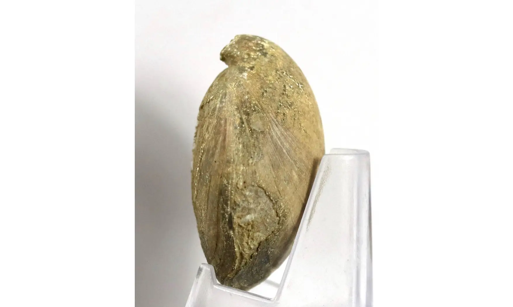 Loboidothyris perovalis