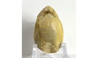 Ornithella lagenalis