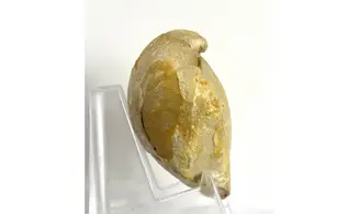 Ornithella lagenalis