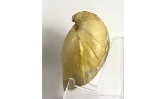Ornithella lagenalis