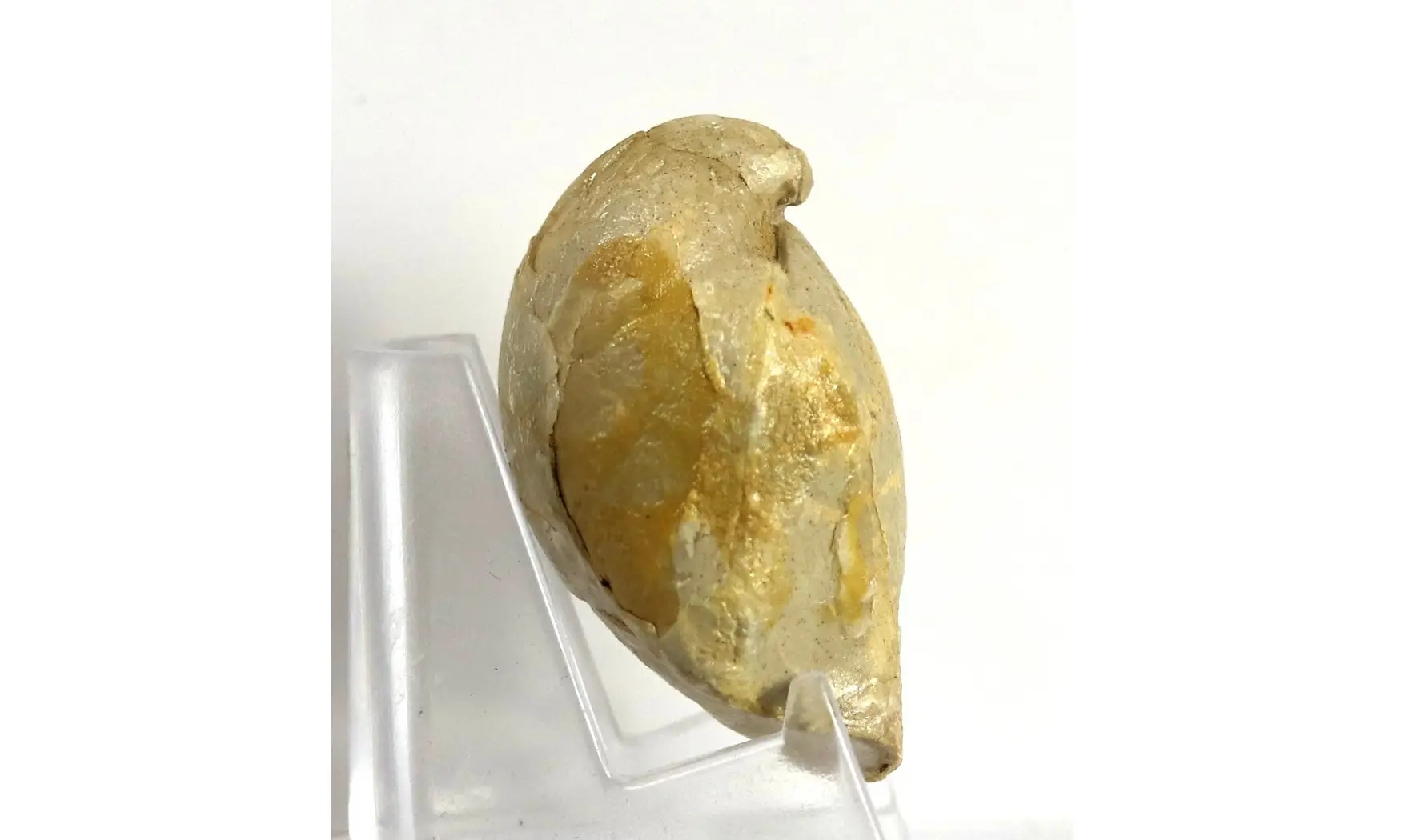 Ornithella lagenalis