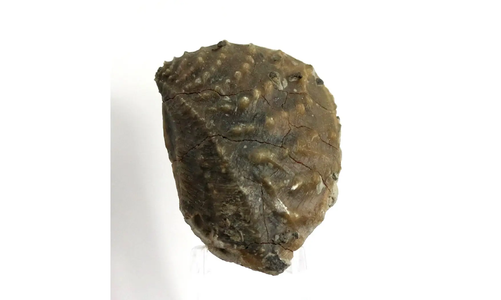 Myophorella clavellata