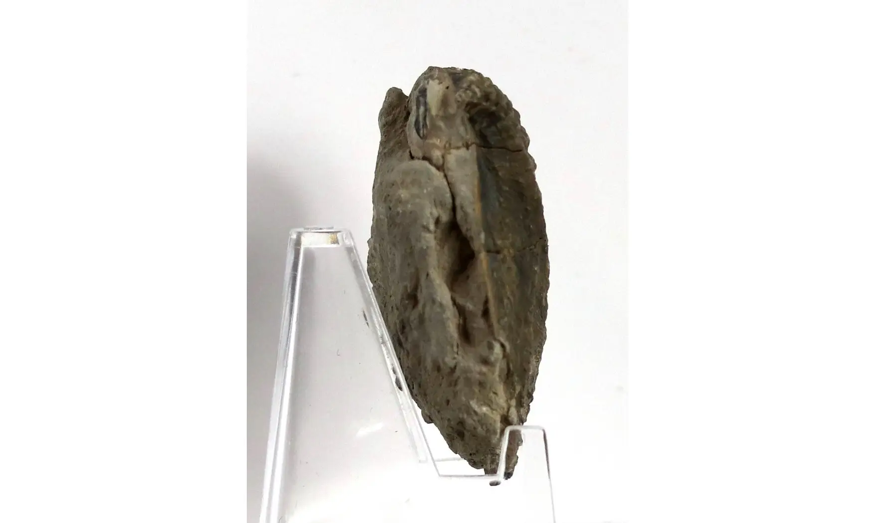 Myophorella clavellata
