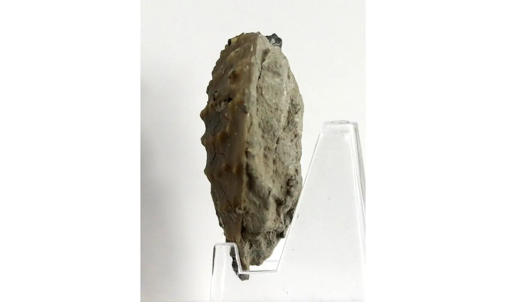 Myophorella clavellata
