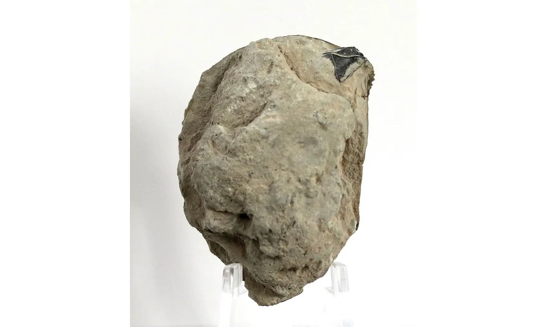 Myophorella clavellata