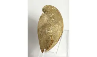 Ornithella lagenalis