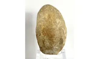 Ornithella lagenalis