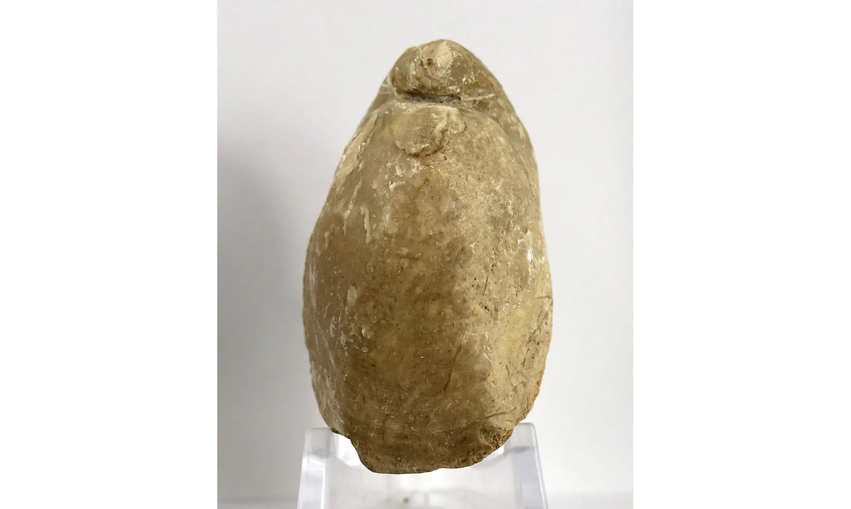 Ornithella lagenalis