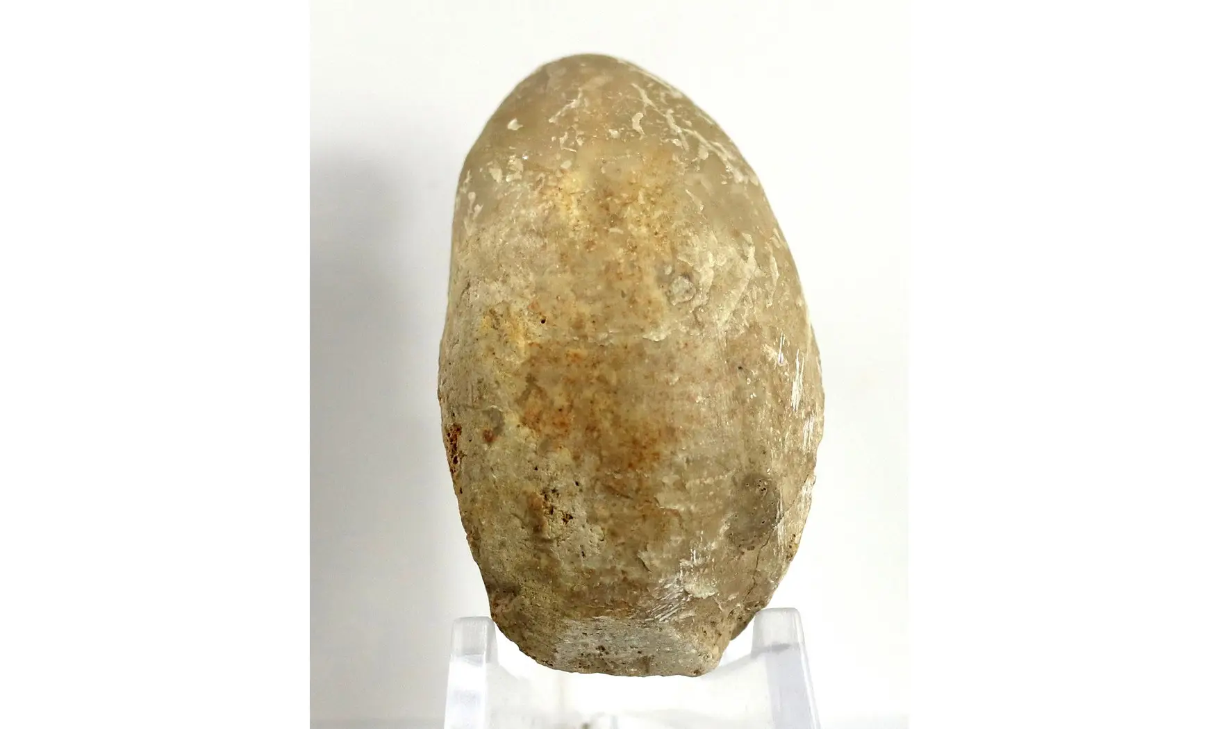 Ornithella lagenalis