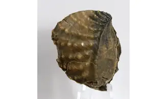 Myophorella clavellata