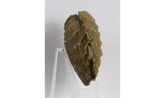 Myophorella clavellata