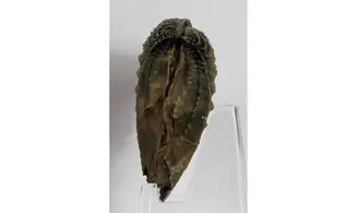 Myophorella clavellata