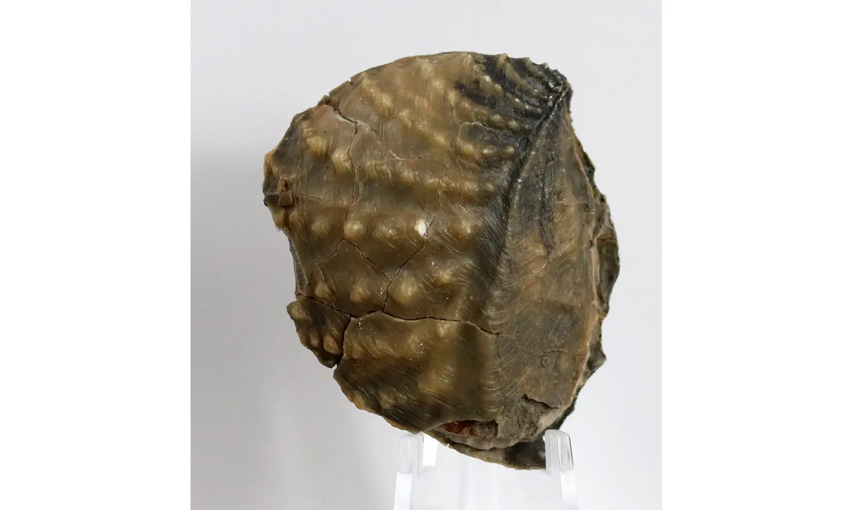 Myophorella clavellata