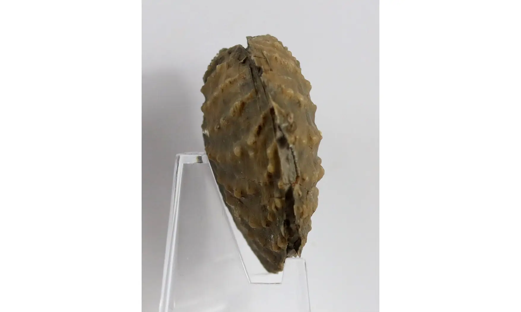 Myophorella clavellata