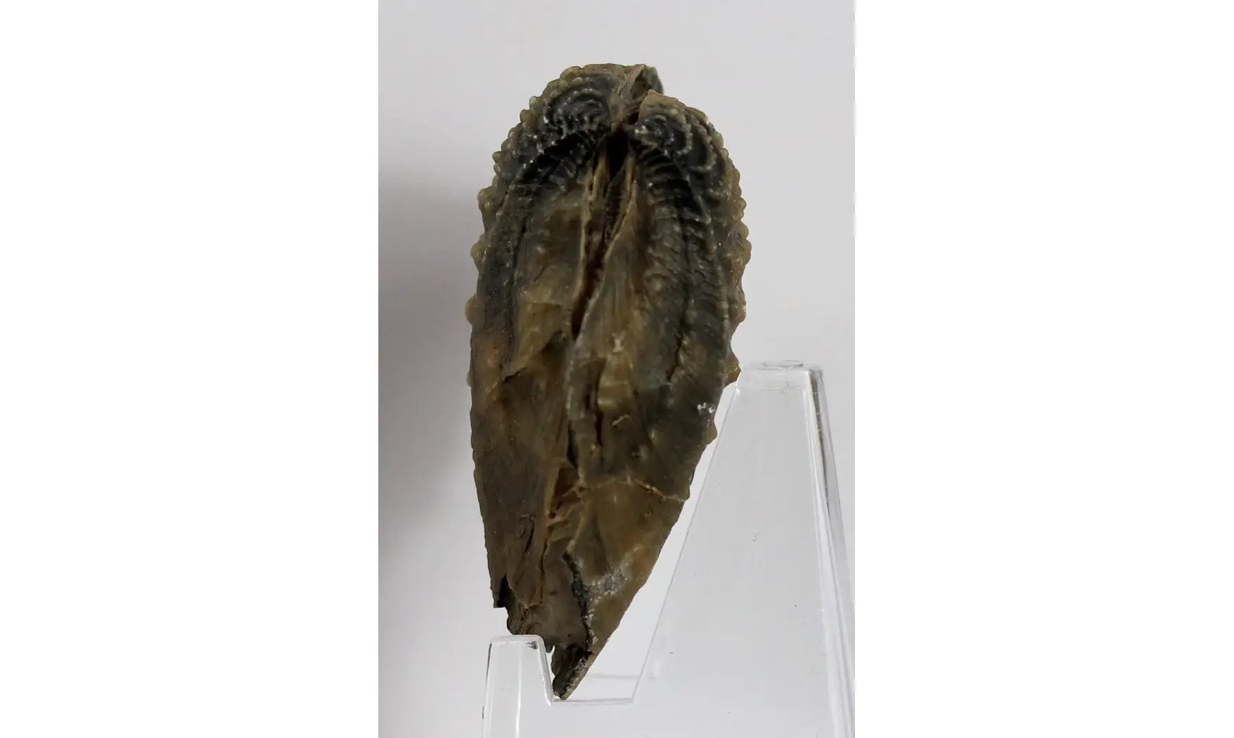 Myophorella clavellata