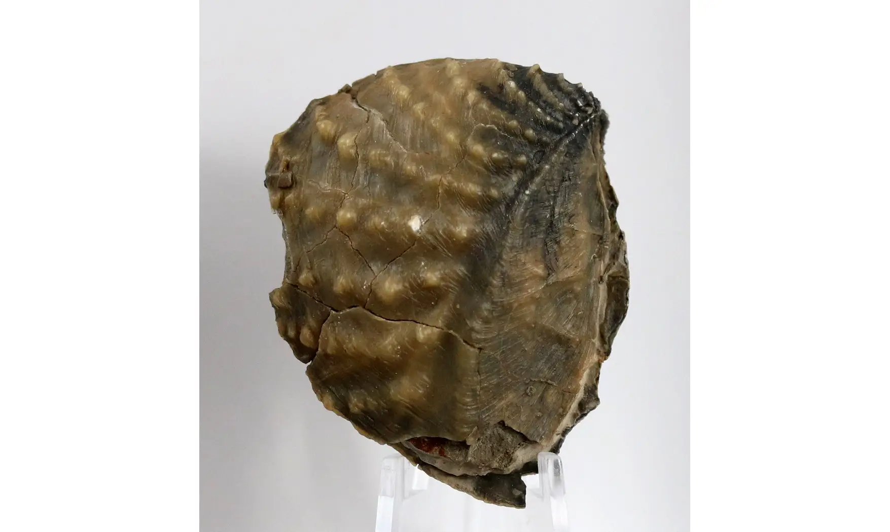 Myophorella clavellata